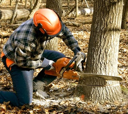 Tree Removal in Conconully, WA